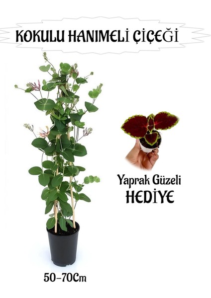 Mis Kokulu Hanımeli Çiçeği 1 Adet+Bordo Yeşil Yaprak Güzeli Hediye Peyzaj Seti