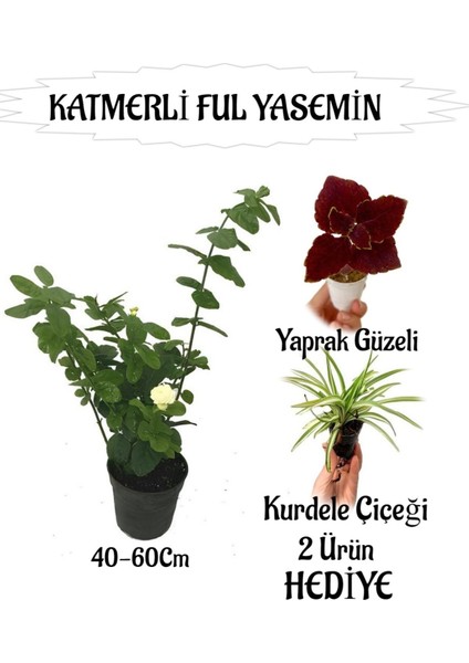 Mis Kokulu Katmerli Ful Yasemin 1 Adet+Yaprak Güzeli-Kurdele Çiçeği Hediyeli