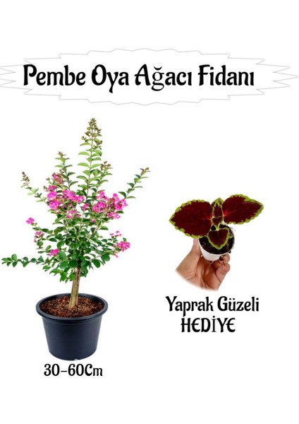 Pembe Oya Ağacı Fidanı 1 Adet Saksılı+Yaprak Güzeli Çiçeği Hediyeli