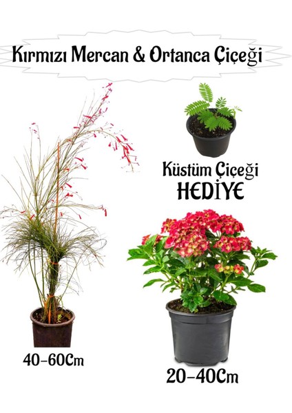 Kırmızı Mercan Çiçeği 1 Adet+Kırmızı Ortan Çiçeği 1 Adet Sakıslı+Telgraf Çiçeği Hediye Teras Bitkisi