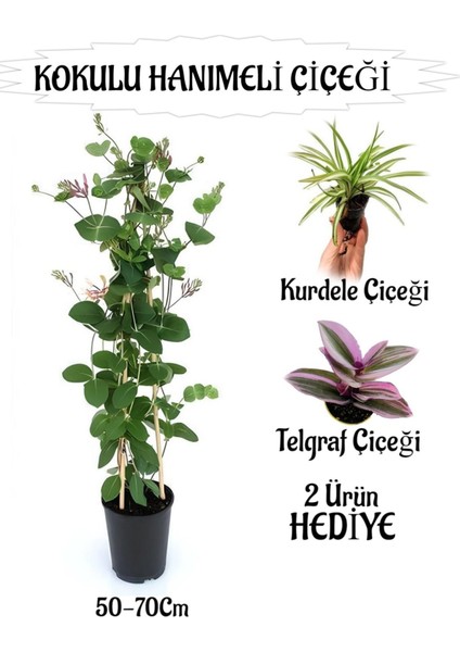 Mis Kokulu Hanımeli Çiçeği 1 Adet+Kurdele-Telgraf Çiçekleri Hediye