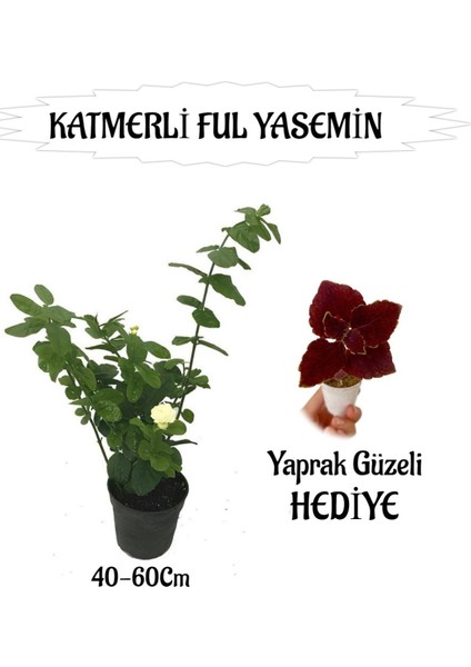 Mis Kokulu Katmerli Ful Yasemin 1 Adet+Bordo Yaprak Güzeli Hediyeli