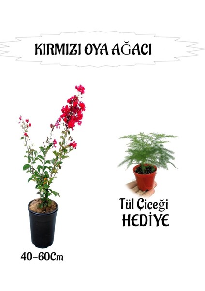 Kırmızı Oya Ağacı Fidanı 1 Adet Saksılı+Tül Çiçeği Hediyeli Bahçe Bitkisi