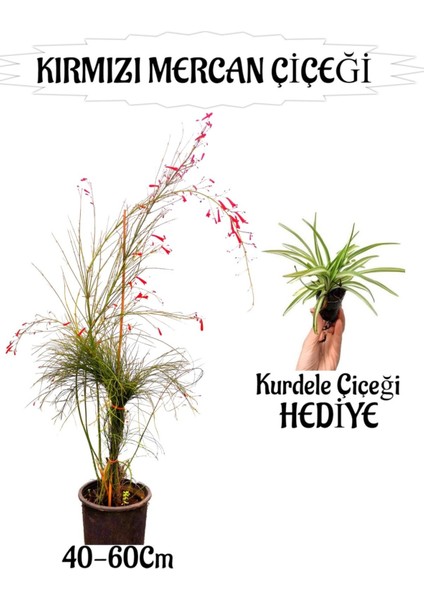 Kırmızı Mercan Çiçeği 1 Adet Sakıslı+Kurdele Çiçeği Hediye Bahçe Teras Bitkisi