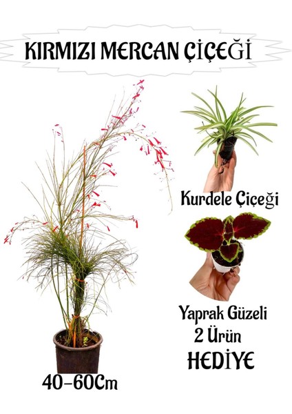 Kırmızı Mercan Çiçeği 1 Adet Sakıslı+Yaprak Güzeli-Kurdele Çiçeği Hediye Teras Bitkisi