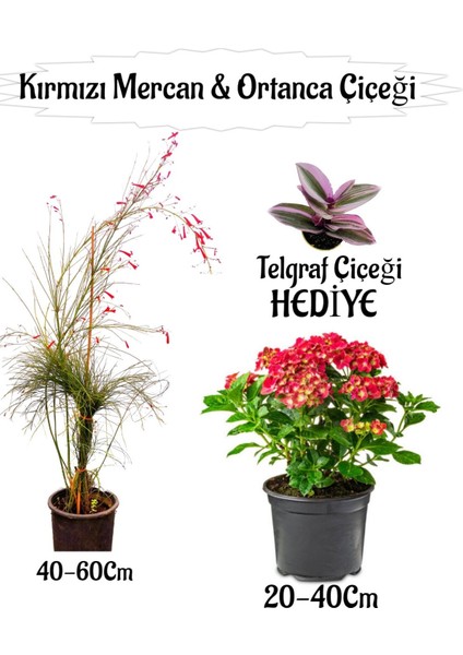 Kırmızı Mercan Çiçeği 1 Adet+Kırmızı Ortan Çiçeği 1 Adet Sakıslı+Telgraf Çiçeği Hediye Teras Bitkisi