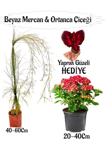 Beyaz Mercan Çiçeği 1 Adet+Kırmızı Ortan Çiçeği 1 Adet Sakıslı+Yaprak Güzeli Hediye