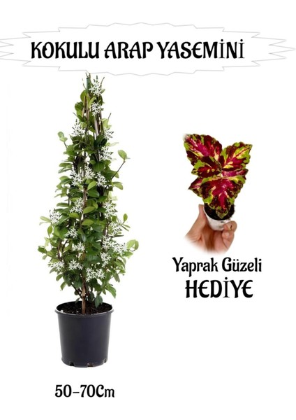 Mis Kokulu Arap Yasemini 1 Adet+Yaprak Güzeli Hediyeli Peyzaj Seti