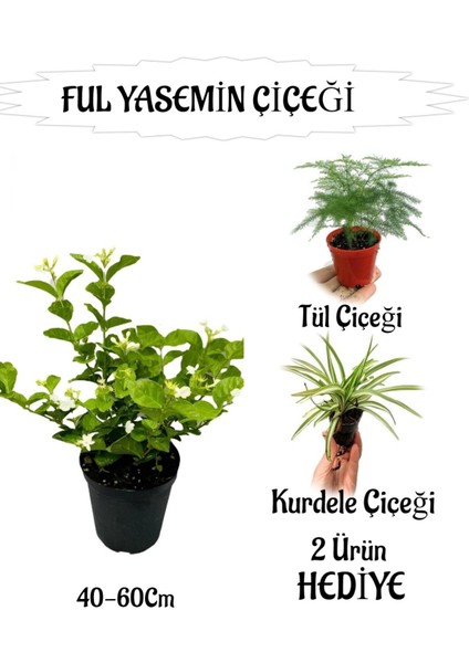 Mis Kokulu Ful Yasemin 1 Adet+Tül Çiçeği-Kurdele Çiçeği Hediyeli