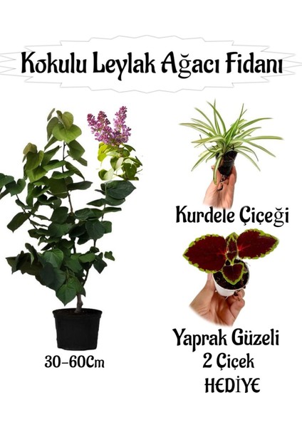 Kokulu Leylak Ağacı Fidanı 1 Adet Saksılı+Yaprak Güzeli-Kurdele Çiçeği Hediye