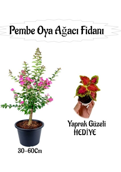 Pembe Oya Ağacı Fidanı 1 Adet Saksılı+Yaprak Güzeli Çiçeği Hediyeli