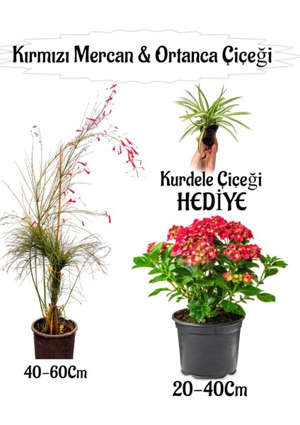 Kırmızı Mercan Çiçeği 1 Adet+Kırmızı Ortan Çiçeği 1 Adet Sakıslı+Kurdele Çiçeği Hediye Teras Bitkisi