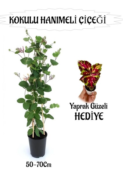 Mis Kokulu Hanımeli Çiçeği 1 Adet+Sihirbaz Yaprak Güzeli Hediye Peyzaj Seti