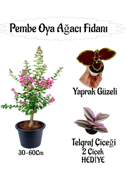 Pembe Oya Ağacı Fidanı 1 Adet Saksılı+Yaprak Güzeli-Telgraf Çiçeği Hediyeli