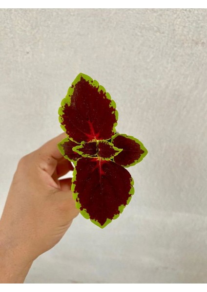 Pembe Oya Ağacı Fidanı 1 Adet Saksılı+Yaprak Güzeli-Telgraf Çiçeği Hediyeli