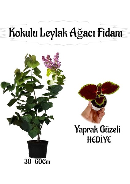 Kokulu Leylak Ağacı Fidanı 1 Adet Saksılı+Yaprak Güzeli Çiçeği Hediye