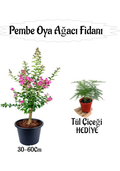 Pembe Oya Ağacı Fidanı 1 Adet Saksılı+Tül Kuşonmaz Çiçeği Hediyeli