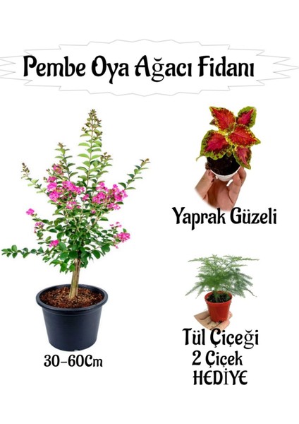 Pembe Oya Ağacı Fidanı 1 Adet Saksılı+Yaprak Güzeli-Tül Çiçeği Hediyeli