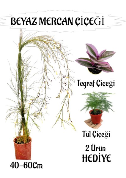 Beyaz Mercan Çiçeği 1 Adet Sakıslı+Tül-Telgraf Çiçeği Hediye Balkon Bitkisi