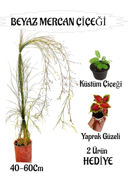 Beyaz Mercan Çiçeği 1 Adet Sakıslı+Küstüm Çiçeği-Yaprak Güzeli Hediye Balkon Bitkisi