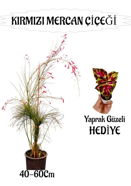 Kırmızı Mercan Çiçeği 1 Adet Sakıslı+Yaprak Güzeli Hediye Bahçe Teras Bitkisi