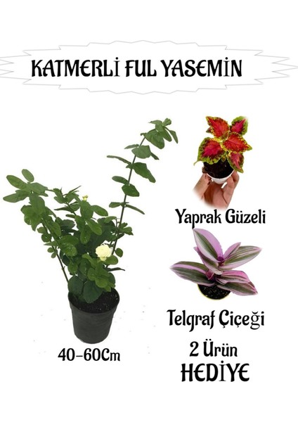 Mis Kokulu Katmerli Ful Yasemin 1 Adet+Yaprak Güzeli-Telgraf Çiçeği Hediyeli