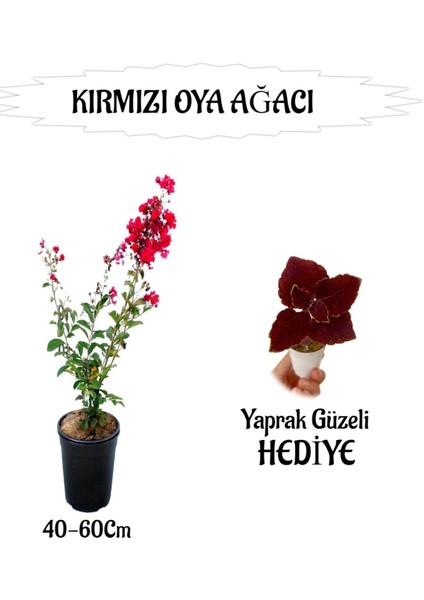 Kırmızı Oya Ağacı Fidanı 1 Adet Saksılı+Yaprak Güzeli Hediyeli Bahçe Bitkisi