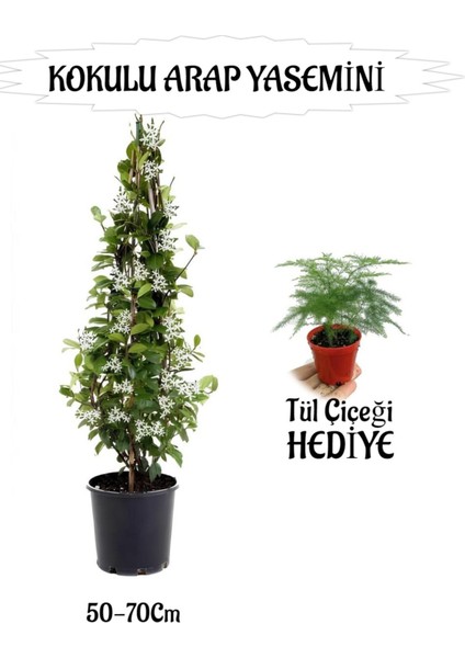 Mis Kokulu Arap Yasemini 1 Adet+Tül Çiçeği Hediyeli Peyzaj Seti