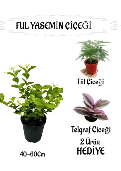Mis Kokulu Ful Yasemin 1 Adet+Telgraf Çiçeği-Tül Çiçeği Hediyeli