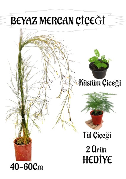 Beyaz Mercan Çiçeği 1 Adet Sakıslı+Tül Çiçeği-Küstüm Çiçeği Hediye Balkon Bitkisi