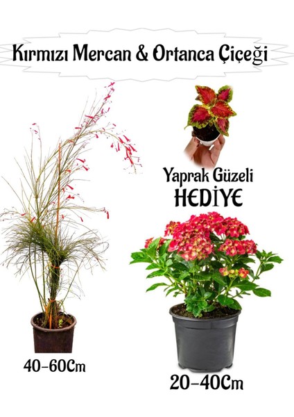Kırmızı Mercan Çiçeği 1 Adet+Kırmızı Ortan Çiçeği 1 Adet Sakıslı+Yaprak Güzeli Hediye Teras Bitkisi