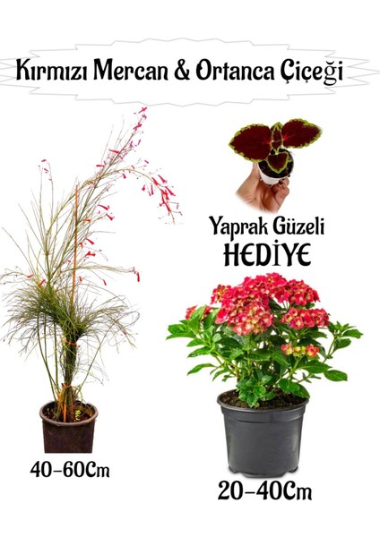 Kırmızı Mercan Çiçeği 1 Adet+Kırmızı Ortan Çiçeği 1 Adet Sakıslı+Yaprak Güzeli Hediye Teras Bitkisi