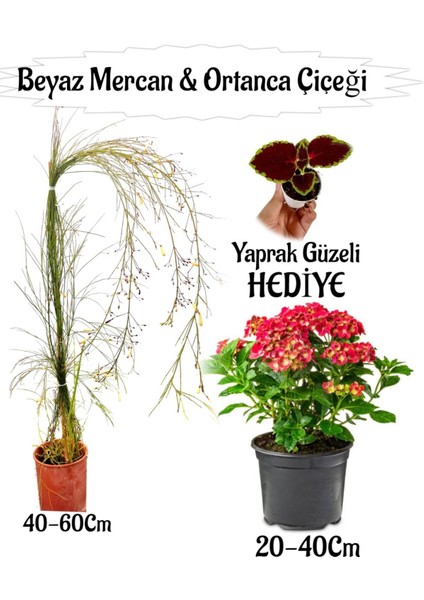 Beyaz Mercan Çiçeği 1 Adet+Kırmızı Ortan Çiçeği 1 Adet Sakıslı+Yaprak Güzeli Hediye