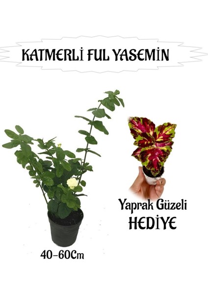 Mis Kokulu Katmerli Ful Yasemin 1 Adet+Sihirbaz Yaprak Güzeli Hediyeli
