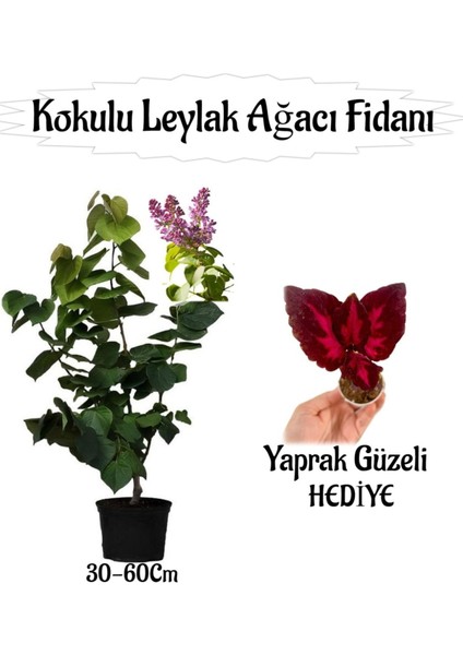 Kokulu Leylak Ağacı Fidanı 1 Adet Saksılı+Yaprak Güzeli Çiçeği Hediye