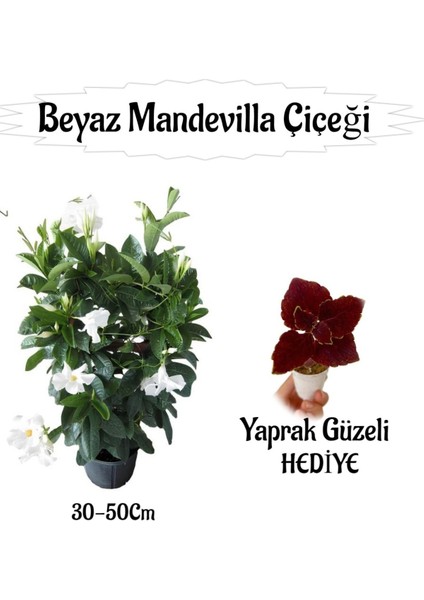 Beyaz Mandevilla Çiçeği 1 Adet Saksılı+Yaprak Güzel Hediyeli Peyzaj Seti