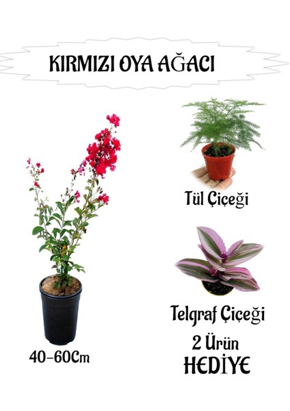 Kırmızı Oya Ağacı Fidanı 1 Adet Saksılı+Tül Çiçeği-Telgraf Çiçeği Hediyeli
