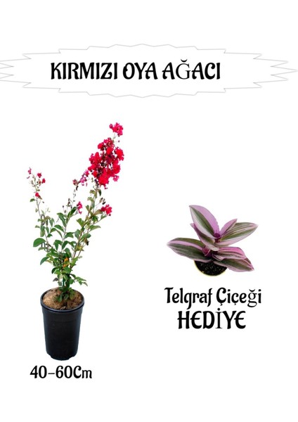 Kırmızı Oya Ağacı Fidanı 1 Adet Saksılı+Telgraf Çiçeği Hediyeli Bahçe Bitkisi