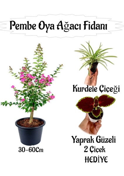Pembe Oya Ağacı Fidanı 1 Adet Saksılı+Yaprak Güzeli-Kurdele Çiçeği Hediyeli