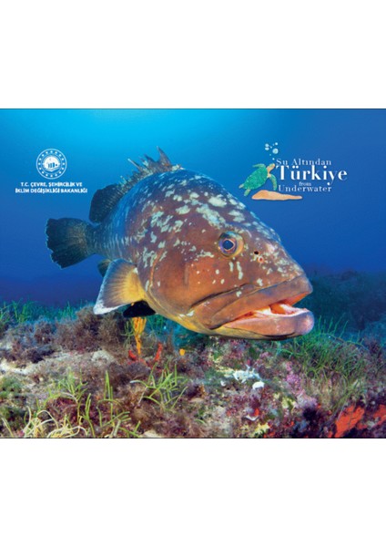 Su Altında Türkiye From Underwater (Ciltli)