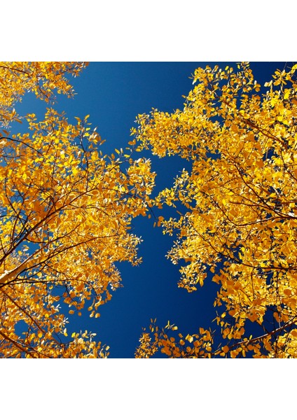 60X60 LED Panel Aydınlatma Armatür Avize Sıva Üstü Desenli Tekli 46510476SU modelleri