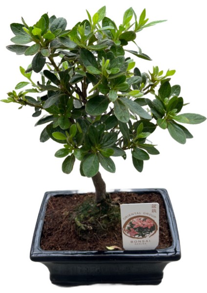 Bonsai - Azalea