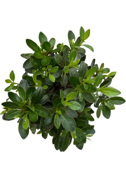 Bonsai - Azalea fiyatları