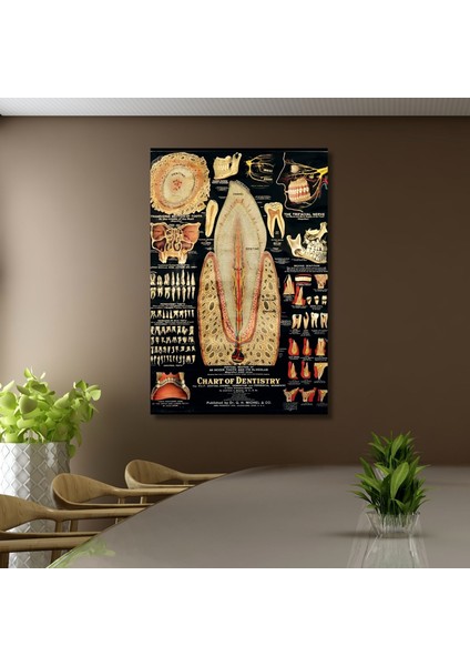 Tekli Dikey Kanvas Diş Poliklinik Tablosu Diş Yapısı Poster