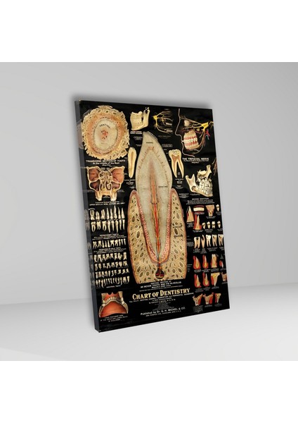 Tekli Dikey Kanvas Diş Poliklinik Tablosu Diş Yapısı Poster fiyatları