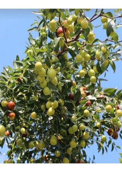 Saksılı Aşılı Yediveren Limon Fidanı