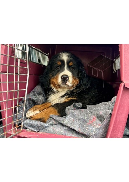 150X200 Mobilya Sarma Taşıma Nakliye Şantiye Ambalaj Dolu/ (Kedi Köpek) Battaniyesi 5 Adet modelleri