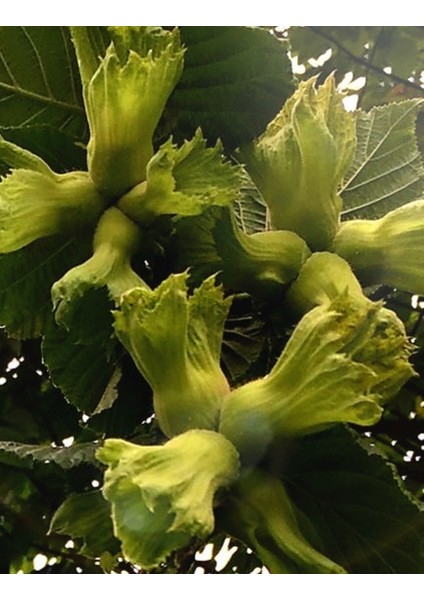 Pro Tüm Sebze Meyve ve Yeşilliklerde Her Döneminde 250CC/1 LİTRE/3 LİTRE/5 LİTRE modelleri