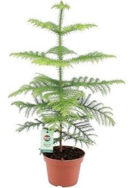 Salon Çamı Bitkisi Araucaria Heterophylla Küçük Boy