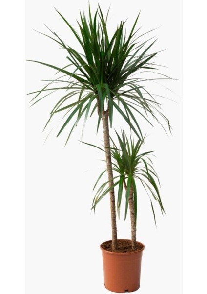 Madagaskar Dragon Ağacı Dracaena Marginata